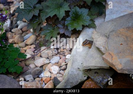 Gros plan d'un petit chipmunk qui a chamaé sa tête hors de son lieu de cachette de rochers. Banque D'Images