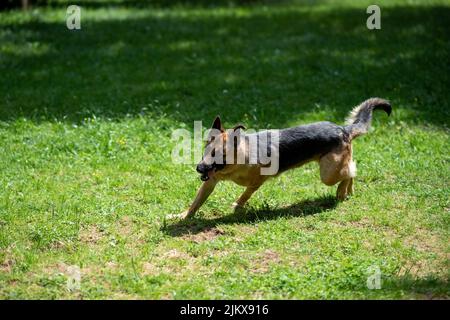 Le Berger allemand traverse le parc, sur l'herbe. Photo de haute qualité Banque D'Images