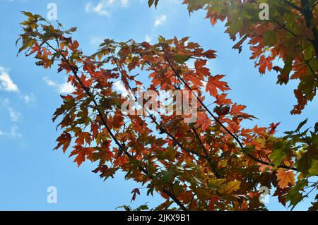 Feuilles d'automne montrant de la couleur à Lawson dans les Blue Mountains d'Australie Banque D'Images