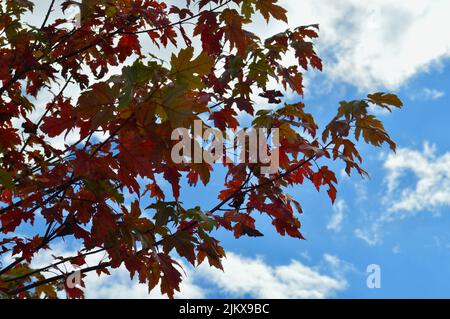 Feuilles d'automne montrant de la couleur à Lawson dans les Blue Mountains d'Australie Banque D'Images