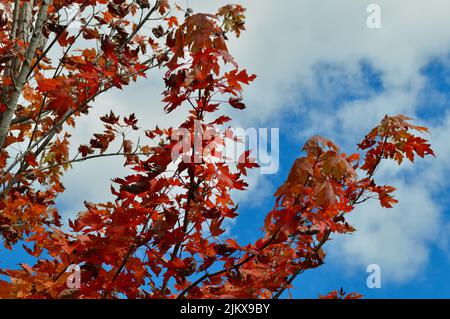 Feuilles d'automne montrant de la couleur à Lawson dans les Blue Mountains d'Australie Banque D'Images