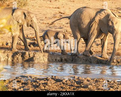 Famille d'éléphants appréciant l'eau et la boue au trou d'eau de la réserve Madikwe Afrique du Sud. Banque D'Images