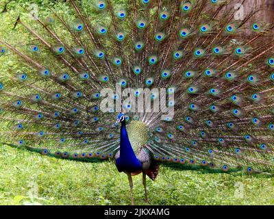 A peacock displaying its beautiful open tail Banque D'Images