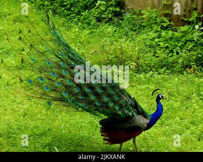 Un paon dansant dans la nature - l'oiseau national de l'Inde Banque D'Images