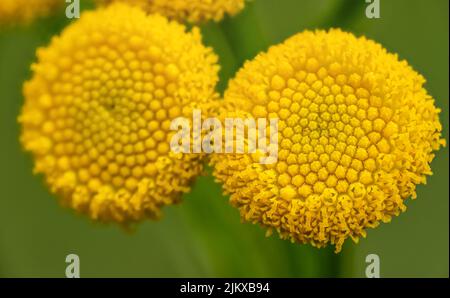 Tansy jaune - Tanaceum vulgare - fleurs poussant sur un pré vert, détail en gros plan Banque D'Images