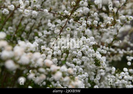 A closeup shot of beautiful white Spirea flower blossom on a tree in a green garden Stock Photo