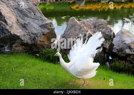 Le jeune paon magnifique répand sa queue sur l'herbe verte. Le paon blanc danse une danse de mariage, montre la plume dans le parc, le zoo, la ferme Banque D'Images