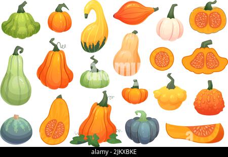 Récolte de squats d'automne. Légumes biologiques de ferme, dessin animé citrouille composition gourde plante fraîche saine alimentation, jardin de légumes d'automne équitable décoration effrayante, illustration de vecteur ingénieux Illustration de Vecteur