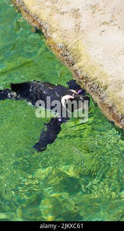 A top view of Humboldt Penguin swimming in the lake and getting out its head Stock Photo