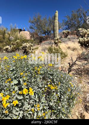 Une belle vue de différents types de cactus et de plantes qui poussent dans le jardin contre le ciel bleu par une journée ensoleillée Banque D'Images