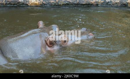 A closeup shot of the head of hippo appearing while it is swimming in the river Stock Photo