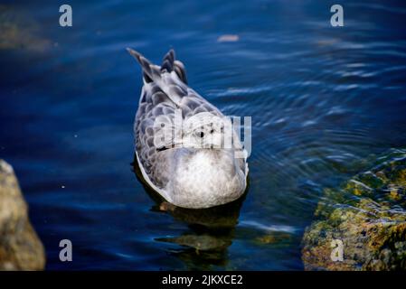 Le goéland commun (Larus canus) est un goéland de taille moyenne qui se reproduit dans le Paléarctique, en Europe du Nord. Le gull à facturation courte étroitement lié Banque D'Images