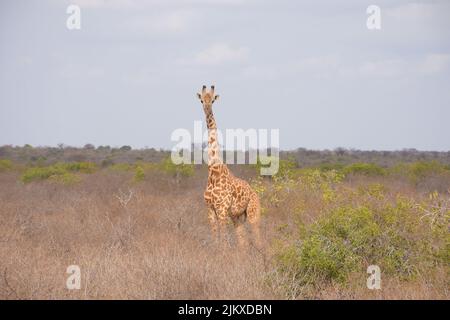 Une girafe solitaire dans le parc national de Tsavo East, Kenya Banque D'Images