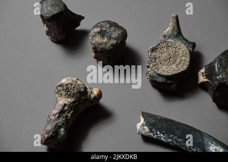 Os fossiles de la colonne vertébrale des dinosaures. Structure osseuse ...