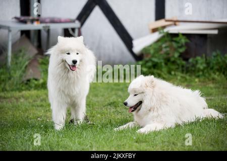 Deux chiens de chiots Samoyed sont assis et jouent sur un pré vert Banque D'Images