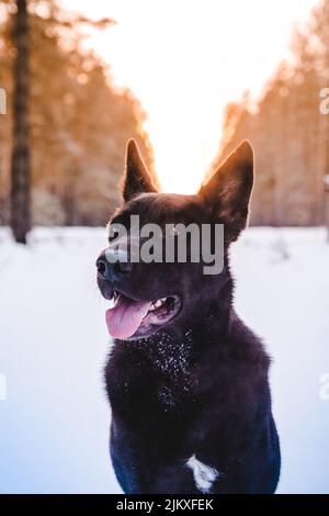 A beautiful shot of an Australian Kelpie during winter Stock Photo