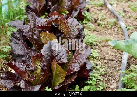 Cabbage lettuce produced in an agroecological garden Stock Photo