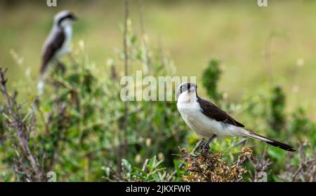 A selective focus shot of a long-tailed Fiscal (Lanius cabanisi) perched on a branch Stock Photo