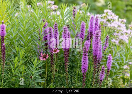 L'étoile ou la plume de prairie dense (Liatris spicata) originaire de l'est de l'Amérique du Nord Banque D'Images