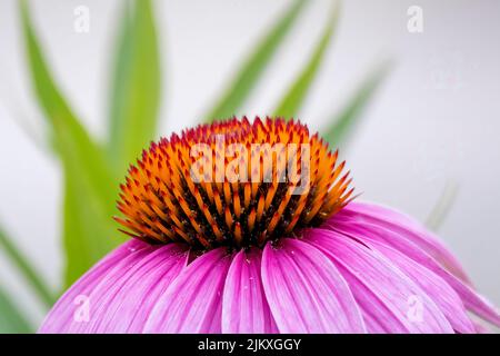 Fleurs communément appelées fleurs de conée (Echinacea). La conefelse pourpre pâle, une espèce menacée dans le Wisconsin, est une espèce indigène Banque D'Images