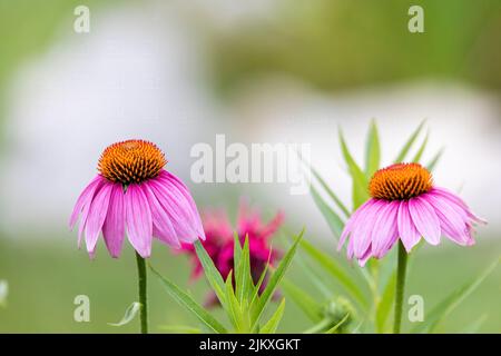 Fleurs communément appelées fleurs de conée (Echinacea). La conefelse pourpre pâle, une espèce menacée dans le Wisconsin, est une espèce indigène Banque D'Images