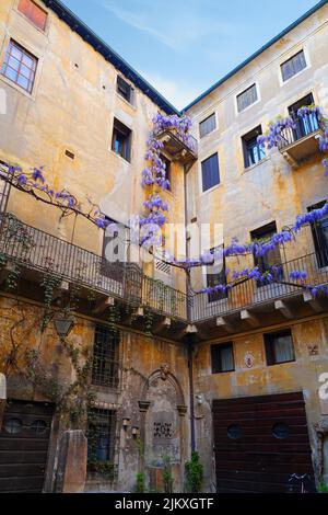 VICENZA, ITALIE -14 APR 2022- vue d'une wisteria géante grimpant sur le mur du Palazzo da Schio CA d'Oro sur le Corso Andrea Palladio dans le Renaissanc Banque D'Images