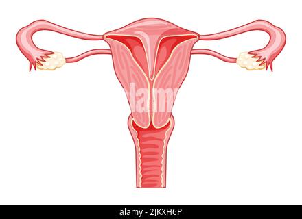 Septum utérin utérus cloisonné système reproducteur féminin. Vue de face dans une coupe. Anatomie humaine schéma des organes internes, col de l'utérus, ovaire, trompe de Fallope style plat icône Vector illustration médicale isolée Illustration de Vecteur