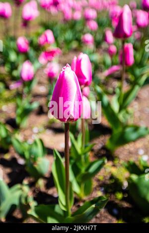 A vertical closeup of pink garden tulips growing in a field on a sunny day Stock Photo