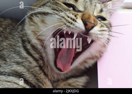 Jeunes naines de chat à rayures amusantes. Gros plan d'un chat. Banque D'Images