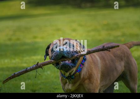 A BULLMASTIFF WITH A LARGE STICK IN HER MOUTH AT A PARK ON MERCER ISLAND WASHIGNTON WITH A BLURRY BACKGROUND. Stock Photo