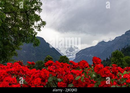 Un gros plan des fleurs rouge vif sur le fond des Alpes suisses. Jungfrau, Suisse. Banque D'Images