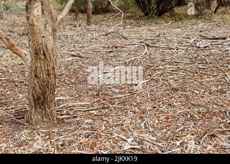 tronc de gomme dans un environnement de brousse sec avec des feuilles de gomme recouvrant le sol Banque D'Images