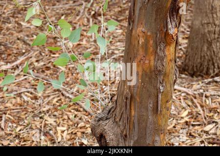 new gum leaves growing on eucalyptus tree in bushland Banque D'Images