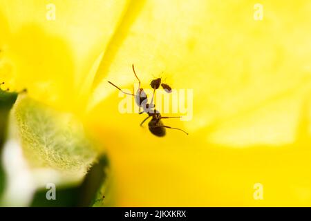 un fourmi qui ferme puche sur une rose jaune Banque D'Images