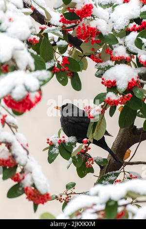 Oiseau noir commun, Turdus merula, mangeant des graines rouges sous la neige Banque D'Images