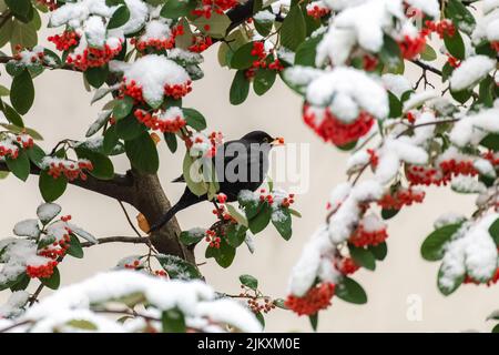 Oiseau noir commun, Turdus merula, mangeant des graines rouges sous la neige Banque D'Images