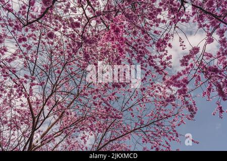 Cherry blossoms in the Munich Olympic Park. View of cherry blossoms. Between cherry blossoms. Cherry blossoms begin to bloom. Banque D'Images