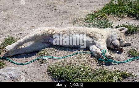 Gros plan du jeune chien de traîneau sauvage s'est étiré à Ilulissat, au Groenland, le 17 juillet 2022 Banque D'Images