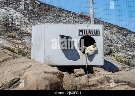 Gros plan de la tête de chien de traîneau sauvage avec tête à travers l'ouverture circulaire de chenil à Ilulissat, Groenland, le 17 juillet 2022 Banque D'Images