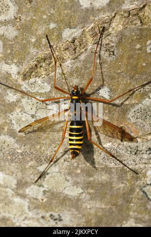 Gros plan sur la tête d'une mouche de grue assez grande et colorée, Ctenophora flaveolata, assis sur un tronc d'arbre, imitant une guêpe Banque D'Images