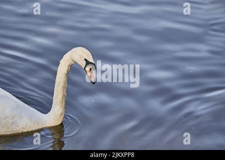 Un gros plan de cygne blanc gracieux dans le lac Banque D'Images