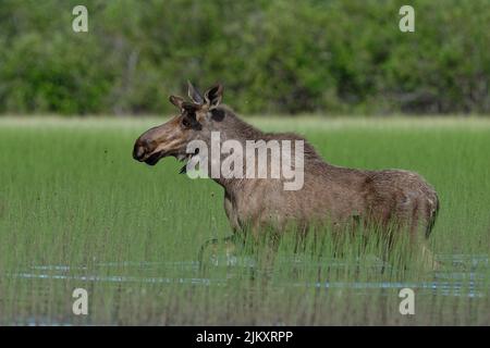 Young bull moose walking through water and weeds at McQueston Lake Yukon Banque D'Images