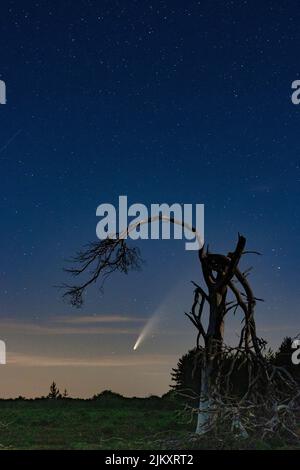 A closeup of an old dead tree in a field under a starry sky at night Banque D'Images