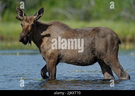 Un jeune orignal de taureau de l'Alaska du Yukon se promène lentement dans l'eau au lac McQuesten, au Yukon Banque D'Images