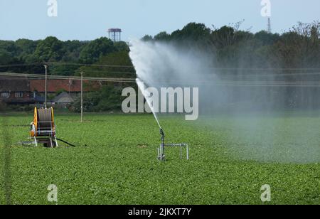 Pulvérisation d'eau dans un champ de cultures à Suffolk, en Angleterre. Mai 2022. Banque D'Images