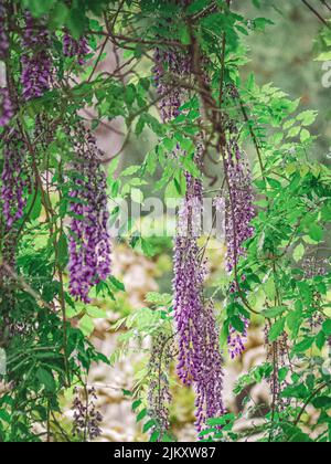 Belle fleur pourpre sur l'arbre de wisteria chinois Banque D'Images