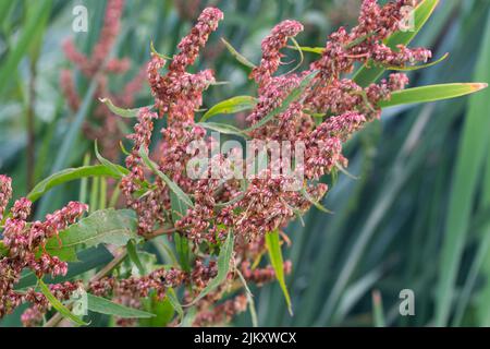 Rumex hydrolapathum, grand quai d'eau fleurs d'été gros plan sélectif foyer Banque D'Images