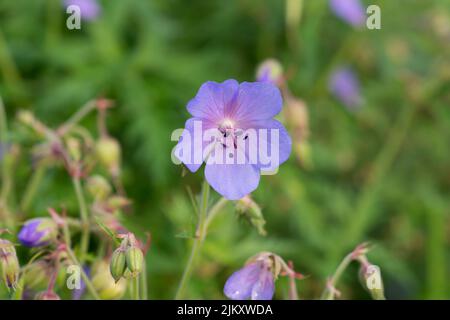 Géranium pratense, prairie géranium été fleurs violets gros plan sélectif Banque D'Images