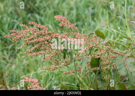 Rumex hydrolapathum, grand quai d'eau fleurs d'été gros plan sélectif foyer Banque D'Images