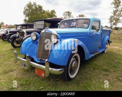 Chascomus, Argentine - 09 avril 2022 : vieux pick-up Mercedes Benz 170 w136 bleu vers 1950. Vert herbe nature fond. Utilitaire ou outil agricole. Banque D'Images